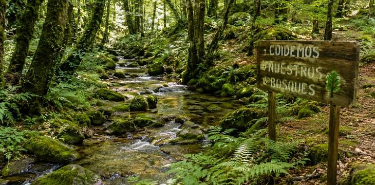 El escudo verde de Asturias: los bosques que frenan el fuego, guardan agua y pueden salvar a los pueblos que se vacían
