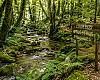 El escudo verde de Asturias: los bosques que frenan el fuego, guardan agua y pueden salvar a los pueblos que se vacían