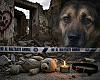 Horror junto a los Pericones: hallan muerto a un perro con una decena de puñaladas en una casa derruida de Gijón