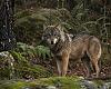 Asturias reactiva el control del lobo tras blindar jurídicamente su plan de gestión