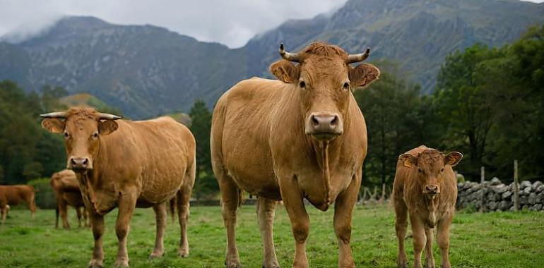 Asturias sube las indemnizaciones por daños de fauna silvestre: hasta un 27% más para el ganado vacuno