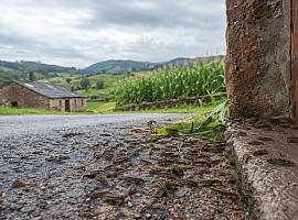 Una invasión de orugas entra en las casas de Tineo y alcanza Valdés: qué está pasando y hasta dónde puede llegar