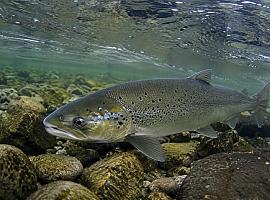 Asturias prepara un año casi sin pesca del salmón: solo se permitirá capturar el Campanu en cada río