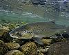 Asturias prepara un año casi sin pesca del salmón: solo se permitirá capturar el Campanu en cada río