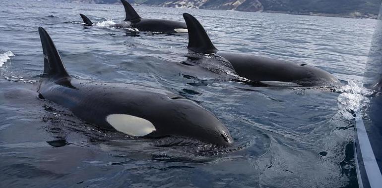Alerta entre Estaca de Bares y Luarca: las orcas inutilizan dos veleros y hunden un tercero