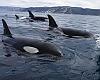 Alerta entre Estaca de Bares y Luarca: las orcas inutilizan dos veleros y hunden un tercero