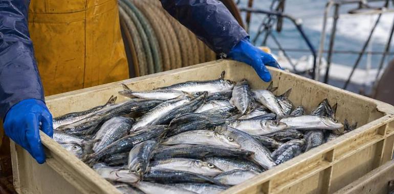 Asturias se queda sin sardina en plena temporada alta: la flota deberá cerrar la campaña este sábado