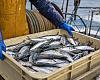 Asturias se queda sin sardina en plena temporada alta: la flota deberá cerrar la campaña este sábado