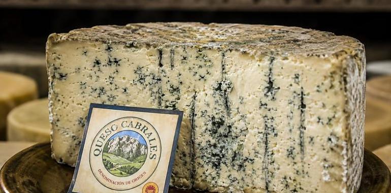 El queso más caro del mundo lanza un grito de auxilio: Cabrales teme por el futuro de su gran símbolo gastronómico