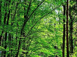 Asturias moviliza más de 333 millones para proteger el territorio, prevenir incendios y gestionar los recursos naturales