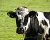 Asturias destina 300.000 euros a modernizar explotaciones agrarias y reforzar la actividad del campo