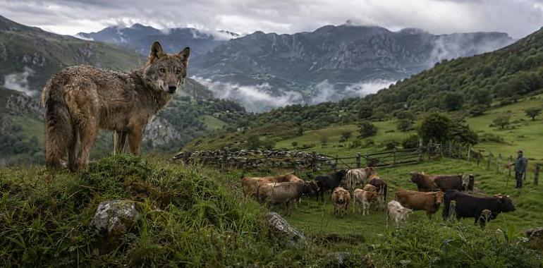 Asturias comenzará en septiembre a extraer lobos: un máximo de 67 ejemplares hasta finales de 2027