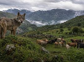 Asturias comenzará en septiembre a extraer lobos: un máximo de 67 ejemplares hasta finales de 2027