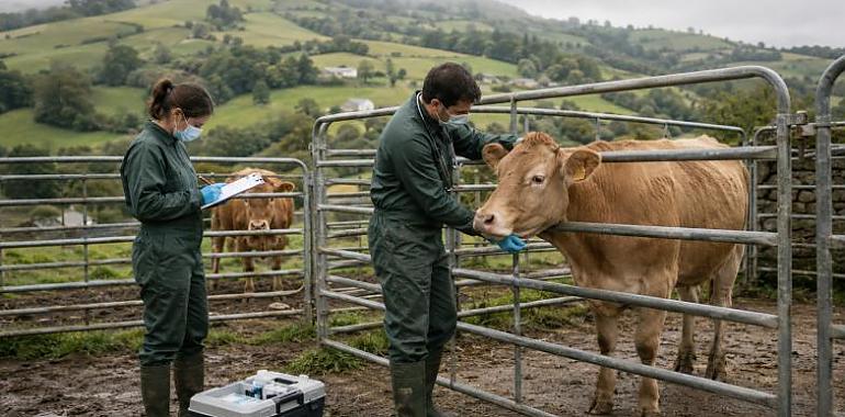 Asturias detecta su primer foco de lengua azul de 2026: dos reses afectadas en una ganadería de Tineo