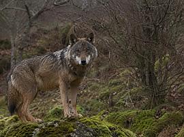 Guerra abierta por el censo del lobo: Asturias exige al Ministerio que rectifique y defiende a sus técnicos