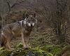 Guerra abierta por el censo del lobo: Asturias exige al Ministerio que rectifique y defiende a sus técnicos