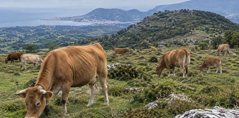 El Sueve planta cara al lobo: los ganaderos denuncian más de 150 animales muertos y exigen una sierra libre de depredadores