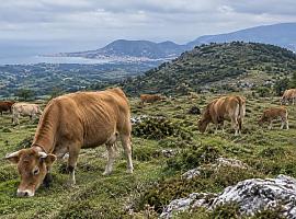 El Sueve planta cara al lobo: los ganaderos denuncian más de 150 animales muertos y exigen una sierra libre de depredadores