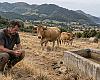 La sequía golpea al campo asturiano: Asturias prepara ayudas urgentes ante la pérdida de pastos y forrajes
