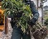 Una casa de alquiler, una denuncia por destrozos y dos plantaciones: así cayó un cultivo de marihuana en Llanera