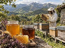 ¿Puede una miel asturiana convertirse en la mejor de España El gran concurso nacional abre sus puertas a la cosecha de 2026