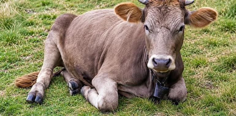 La vaca Parda busca sitio en el futuro del campo asturiano: genética, queso y rentabilidad a debate en Gijón