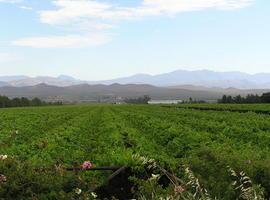 Los satélites ayudan a cultivar la uva perfecta
