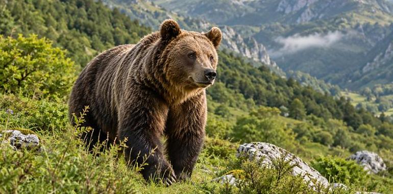 La Casa del Oso ya atrae a más madrileños que asturianos: uno de cada seis visitantes llega desde Madrid