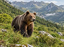 La Casa del Oso ya atrae a más madrileños que asturianos: uno de cada seis visitantes llega desde Madrid