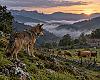 Nueva batalla por el lobo en Asturias: recurren el plan para abatir 67 ejemplares