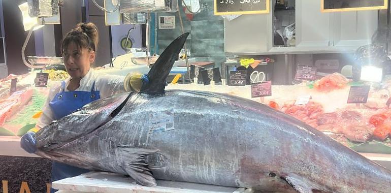 El gigante del Cantábrico llama a la puerta de Avilés: cuatro atunes rojos en ocho días revolucionan la Rula