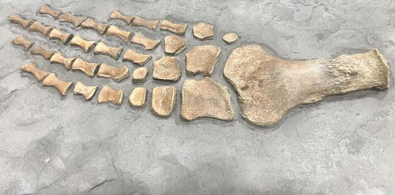 Asturias descubre un tesoro de 192 millones de años… pero no tiene sitio para enseñarlo: el MUJA se queda pequeño para sus propios hallazgos