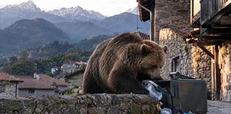 El oso pardo vuelve a ganar terreno en Asturias: ¿estamos preparados para vivir con él?