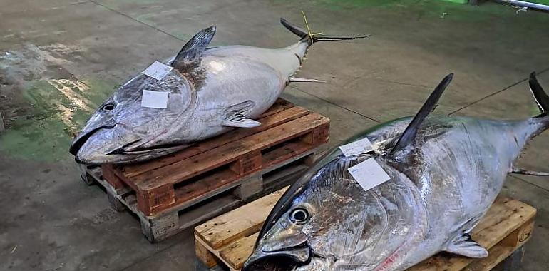 El atún rojo conquista Avilés: seis gigantes de hasta 220 kilos llegan a la rula en apenas quince días