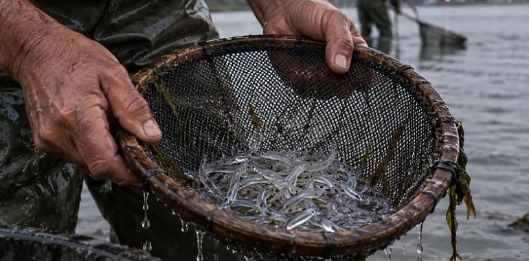 Vuelve el oro blanco del Nalón: Asturias abre el 5 de noviembre la pesca de la angula, con solo 30 días y el recuerdo de los 13.000 euros por kilo

