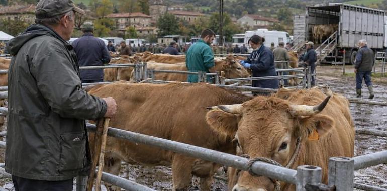 Asturias reabrirá las ferias de ganado vacuno el 1 de noviembre, pero con importantes restricciones: solo podrán participar reses que no hayan salido de la región desde junio