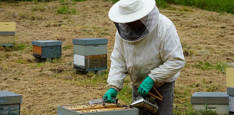 Asturias blinda sus colmenas con más de 1,1 millones de euros: un salvavidas para los apicultores y para el futuro del campo