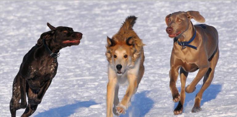 Un gen relacionado con la diversidad se encuentra inactivo en perros, lobos y coyotes