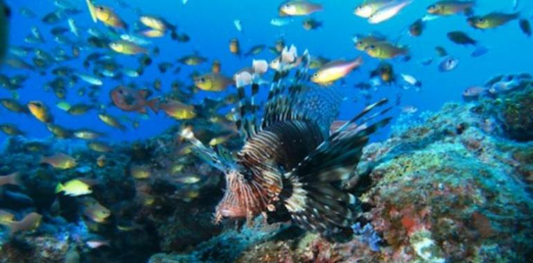 Top destinos de buceo del mundo: Isla de Dominica