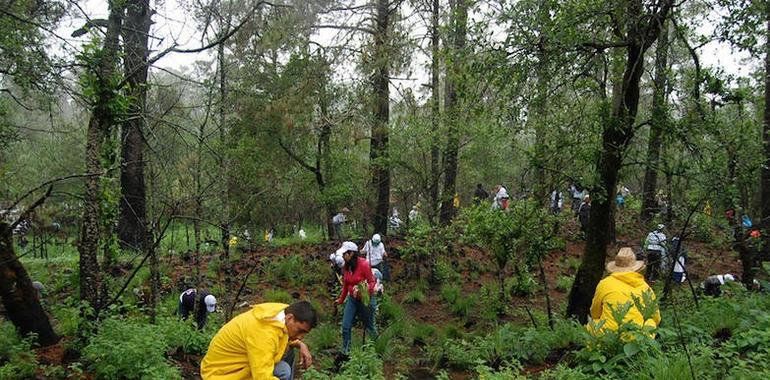 México, cuarto lugar mundial en reforestación
