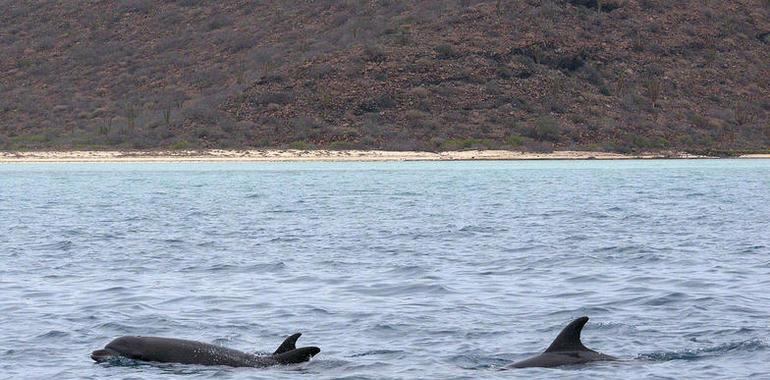 La Isla Espíritu Santo, tesoro de biodiversidad