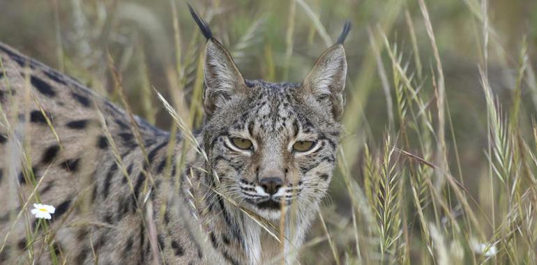 ONG denuncian que Castilla-La Mancha abandona los centros de recuperación de fauna salvaje