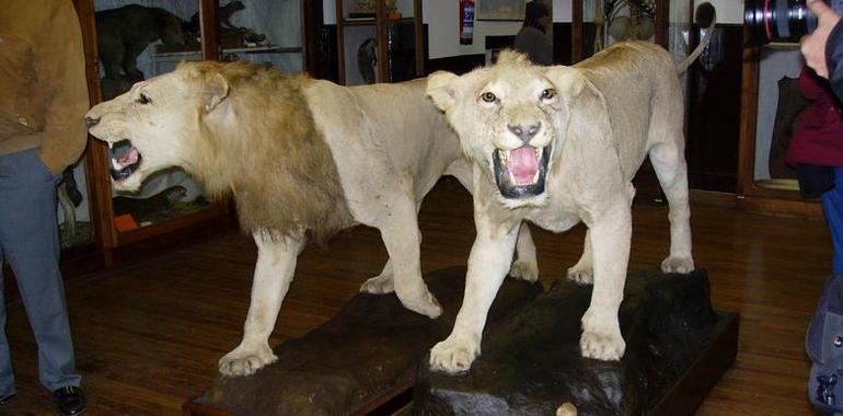 El Museo de Ciencias Naturales amplía su colección con 74 grandes mamíferos africanos