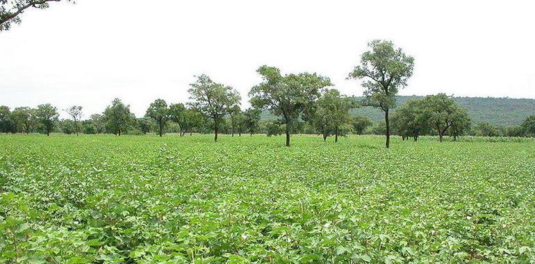 Denuncian que  Bayer pretende cultivar algodón transgénico en la UE