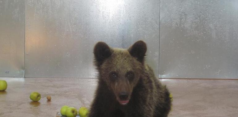 La osa encontrada herida empieza a 