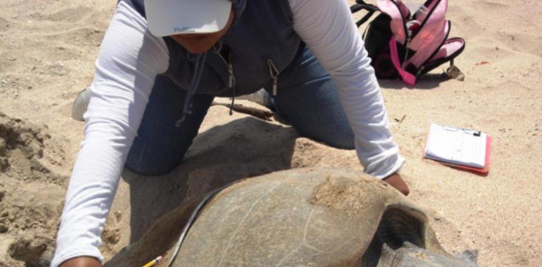 Tamaulipas y Zoológico de Texas, al rescate de las tortugas marinas 