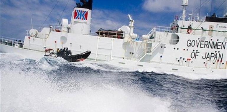 Tensión diplomática en Australia por la caza “científica” de ballenas de Japón