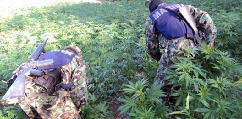 Arrancan más de un millón de plantas de marihuana en Sinaloa y Michoacán 