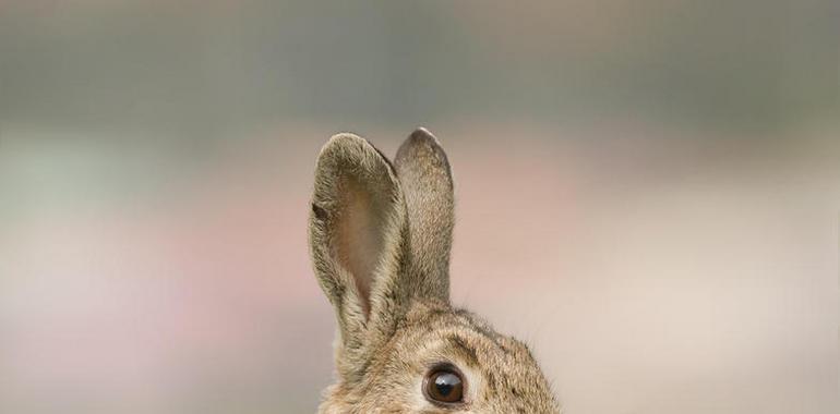Reducen el impacto de la “Rabbit Haemorrhagic Disease”, que diezmó al conejo silvestre español