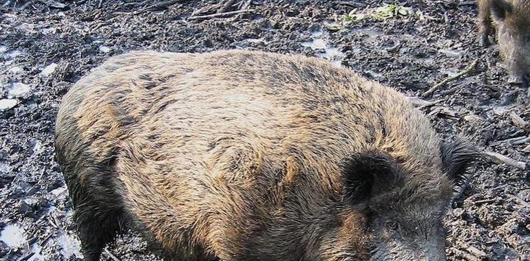 La Xunta amplía un mes el período de alegatos al borrador de la nueva Ley de Caza